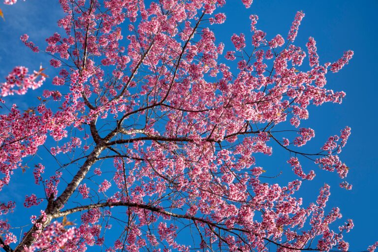 Sakura/Cherry blossom tree in full bloom against a brilliant blue sky.